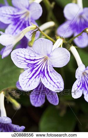 Stock Photograph - Streptocarpus Bethan flowers. Fotosearch