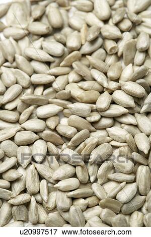 Stock Photo - Sunflower seeds. Fotosearch