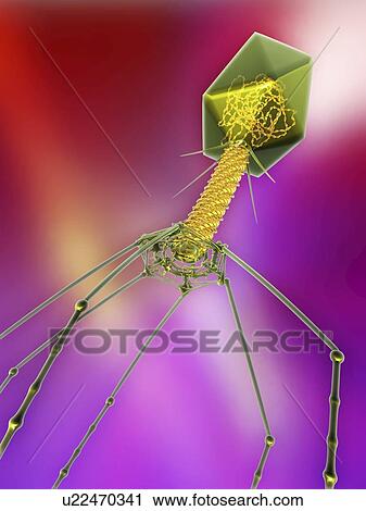 Stock Image - T4 bacteriophage virus, computer artwork. Fotosearch
