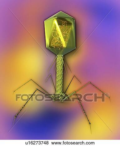 Stock Photo - T4 bacteriophage virus, computer artwork. Fotosearch