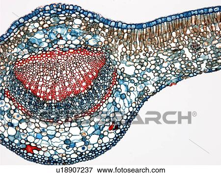 Stock Photo - Tea leaf, light micrograph. Fotosearch