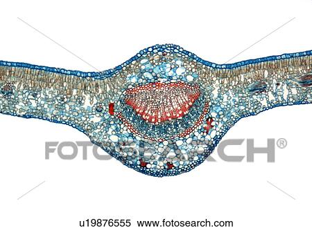 Stock Photography - Tea leaf, light micrograph. Fotosearch