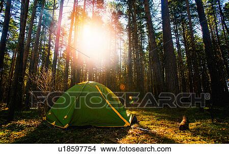 Picture - Tent pitched in forest. Fotosearch