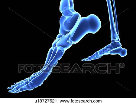 Stock Image - The bones of the feet, computer artwork. Fotosearch
