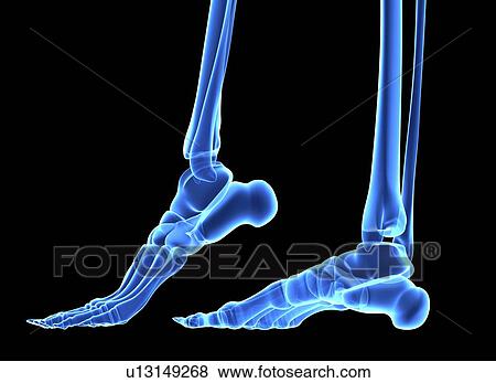 Stock Photo - The bones of the feet, comuter artwork. Fotosearch