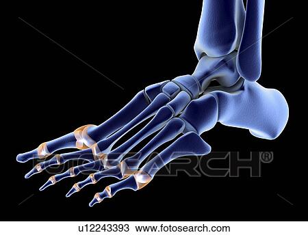 The bones of the foot View Large Photo Image Stock Image - The bones of the foot. Fotosearch