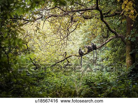 Three ring tailed lemurs sitting in forest tree View Large Photo Image Stock Photograph - Three ring tailed lemurs sitting in forest tree. Fotosearch