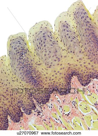 Stock Photo - Tongue, light micrograph. Fotosearch