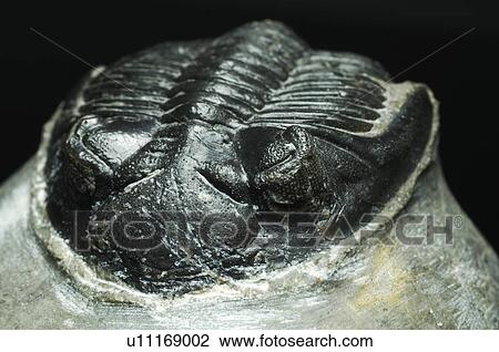 Trilobite fossil View Large Photo Image Stock Image - Trilobite fossil. Fotosearch