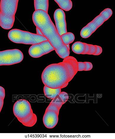 Tuberculosis bacteria, artwork View Large Photo Image Picture - Tuberculosis bacteria, artwork. Fotosearch