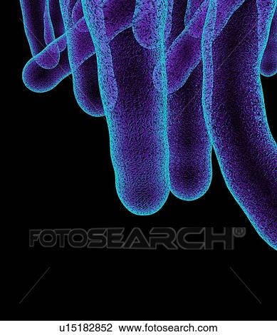 Tuberculosis bacteria, artwork View Large Photo Image Stock Image - Tuberculosis bacteria, artwork. Fotosearch