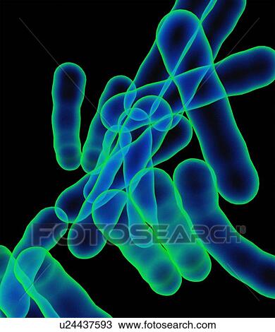 Tuberculosis bacteria, artwork View Large Photo Image Stock Image - Tuberculosis bacteria, artwork. Fotosearch