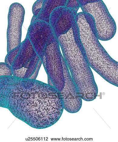 Tuberculosis bacteria, artwork View Large Photo Image Stock Image - Tuberculosis bacteria, artwork. Fotosearch
