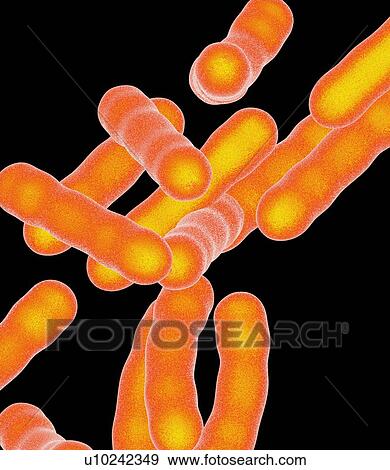 Stock Photo - Tuberculosis bacteria, artwork. Fotosearch