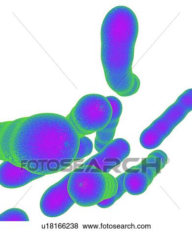 Tuberculosis bacteria, artwork View Large Photo Image Stock Photo - Tuberculosis bacteria, artwork. Fotosearch