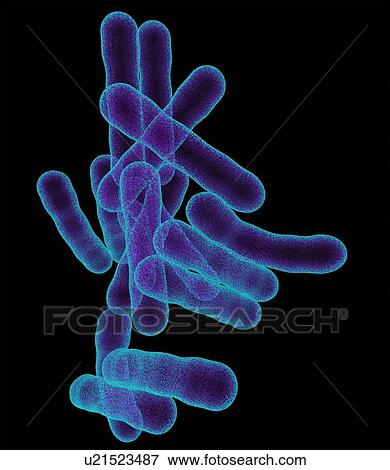 Tuberculosis bacteria, artwork View Large Photo Image Stock Photo - Tuberculosis bacteria, artwork. Fotosearch