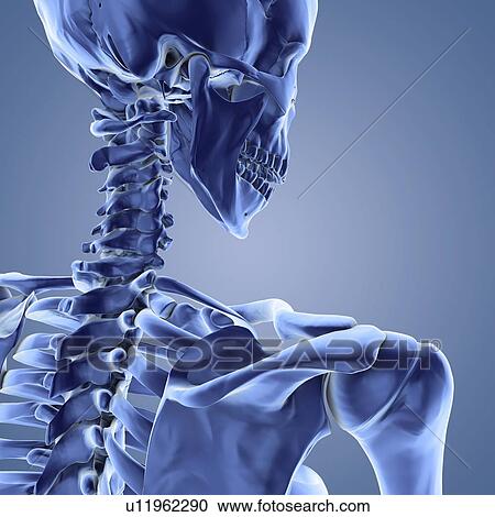 Upper body skeleton, computer artwork View Large Photo Image Stock Image - Upper body skeleton, computer artwork. Fotosearch