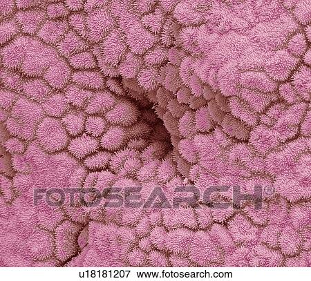 Uterus lining, SEM View Large Photo Image Stock Photo - Uterus lining, SEM. Fotosearch