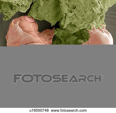 Water bear, SEM View Large Photo Image Stock Photo - Water bear, SEM. Fotosearch