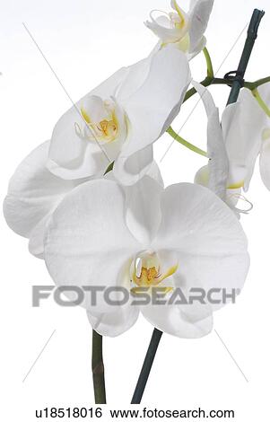 Stock Photograph - White Orchid. Fotosearch