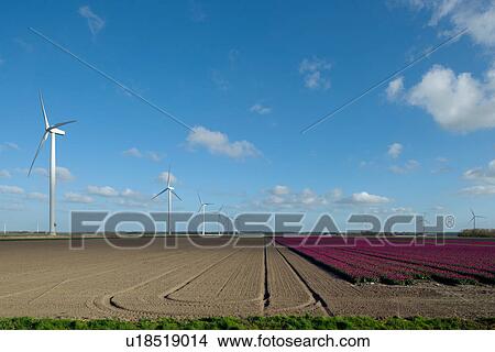 Wind turbines in field on farmland, Zeewolde, Flevoland, Netherlands View Large Photo Image Picture - Wind turbines in field on farmland, Zeewolde, Flevoland, Netherlands. Fotosearch