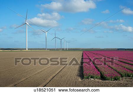 Stock Image - Wind turbines in field on farmland, Zeewolde, Flevoland, Netherlands. Fotosearch