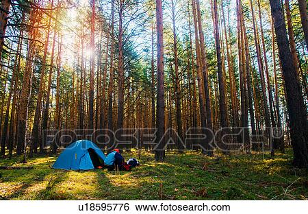 Woman by tent pitched in forest View Large Photo Image Stock Photograph - Woman by tent pitched in forest. Fotosearch