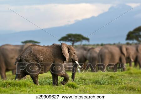 acacia, African, Kilimanjaro, Kenya, Amboseli, action, Africa View Large Photo Image Stock Photo - acacia, African, Kilimanjaro, Kenya, Amboseli, action, Africa. Fotosearch