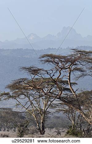 Stock Image - acacia, African, Mount Kenya, Lewa Downs, Kenya, beauty, Africa. Fotosearch