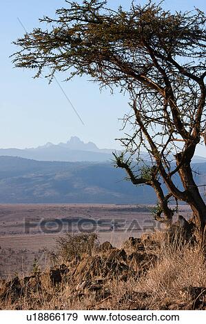 Stock Photo - acacia, African, Mount Kenya, Lewa Downs, Kenya, beauty, Africa. Fotosearch