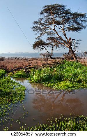acacia, African, Mount Kenya, Lewa Downs, Kenya, bank, Africa View Large Photo Image Stock Photo - acacia, African, Mount Kenya, Lewa Downs, Kenya, bank, Africa. Fotosearch
