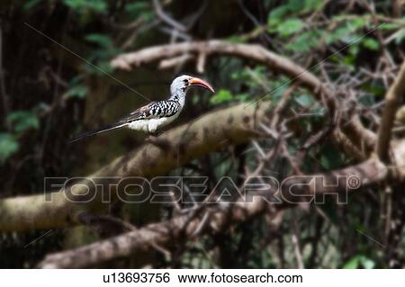 acacia, African, Red-billed African Hornbill, Lewa Downs, Kenya, action, Africa View Large Photo Image Stock Photograph - acacia, African, Red-billed African Hornbill, Lewa Downs, Kenya, action, Africa. Fotosearch