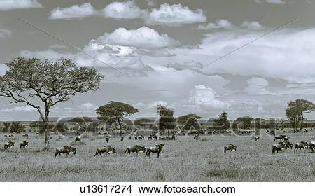 acacia, Central, Tanzania, Serengeti, National Park, action, Africa View Large Photo Image Picture - acacia, Central, Tanzania, Serengeti, National Park, action, Africa. Fotosearch