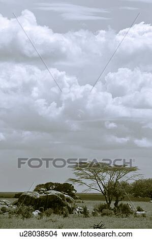 acacia, Central, Tanzania, Serengeti, National Park, afternoon, Africa View Large Photo Image Picture - acacia, Central, Tanzania, Serengeti, National Park, afternoon, Africa. Fotosearch