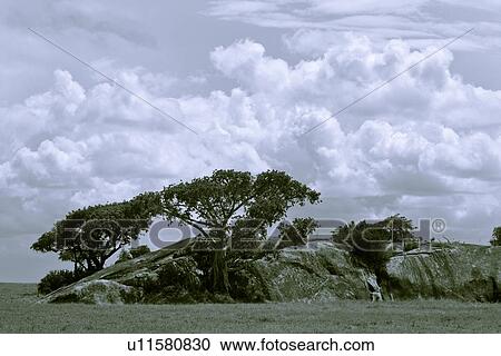 acacia, Central, Tanzania, Serengeti, National Park, afternoon, Africa View Large Photo Image Stock Image - acacia, Central, Tanzania, Serengeti, National Park, afternoon, Africa. Fotosearch