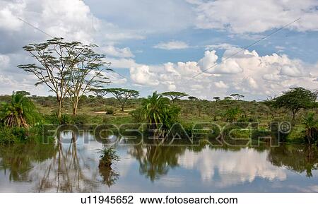 Stock Image - acacia, Central, Tanzania, Serengeti, National Park, afternoon, Africa. Fotosearch