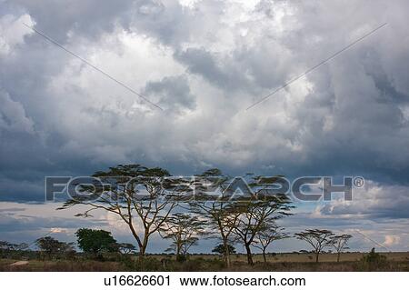 Stock Image - acacia, Central, Tanzania, Serengeti, National Park, afternoon, Africa. Fotosearch