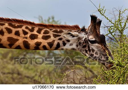 Stock Image - acacia, Central, Tanzania, Serengeti, National Park, action, Africa. Fotosearch