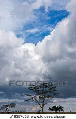 acacia, Central, Tanzania, Serengeti, National Park, afternoon, Africa View Large Photo Image Stock Image - acacia, Central, Tanzania, Serengeti, National Park, afternoon, Africa. Fotosearch