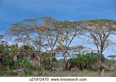 acacia, Central, Tanzania, Serengeti, National Park, afternoon, Africa View Large Photo Image Stock Image - acacia, Central, Tanzania, Serengeti, National Park, afternoon, Africa. Fotosearch