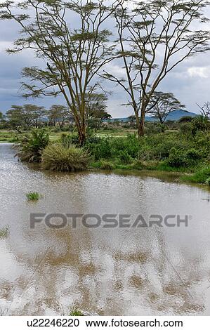 acacia, Central, Tanzania, Serengeti, National Park, bank, Africa View Large Photo Image Stock Image - acacia, Central, Tanzania, Serengeti, National Park, bank, Africa. Fotosearch