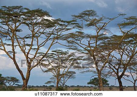 Stock Photo - acacia, Central, Tanzania, Serengeti, National Park, afternoon, Africa. Fotosearch