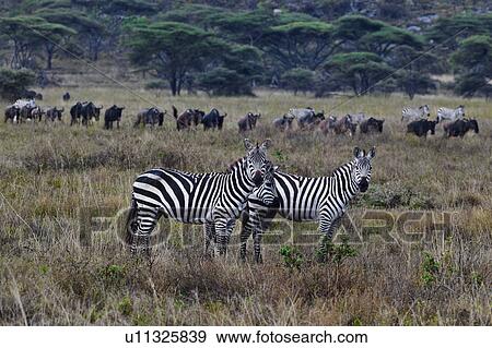 acacia, Central, Tanzania, Serengeti, National Park, action, Africa View Large Photo Image Stock Photo - acacia, Central, Tanzania, Serengeti, National Park, action, Africa. Fotosearch