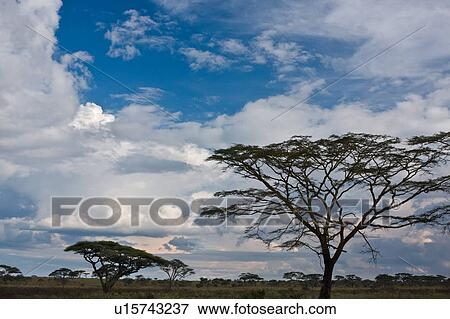 acacia, Central, Tanzania, Serengeti, National Park, afternoon, Africa View Large Photo Image Stock Photo - acacia, Central, Tanzania, Serengeti, National Park, afternoon, Africa. Fotosearch