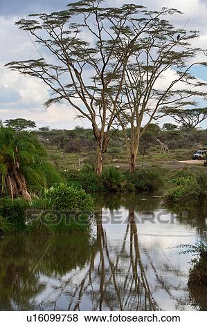 acacia, Central, Tanzania, Serengeti, National Park, afternoon, Africa View Large Photo Image Stock Photo - acacia, Central, Tanzania, Serengeti, National Park, afternoon, Africa. Fotosearch