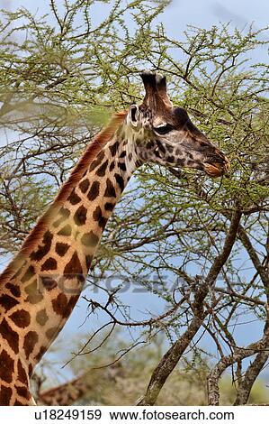 acacia, Central, Tanzania, Serengeti, National Park, action, Africa View Large Photo Image Stock Photo - acacia, Central, Tanzania, Serengeti, National Park, action, Africa. Fotosearch