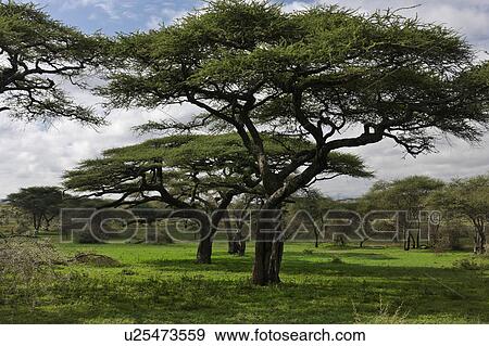 acacia, Central, Tanzania, Serengeti, National Park, beauty, Africa View Large Photo Image Stock Photo - acacia, Central, Tanzania, Serengeti, National Park, beauty, Africa. Fotosearch