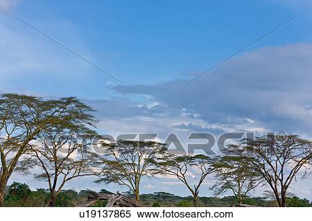 Stock Photography - acacia, Central, Tanzania, Serengeti, National Park, afternoon, Africa. Fotosearch