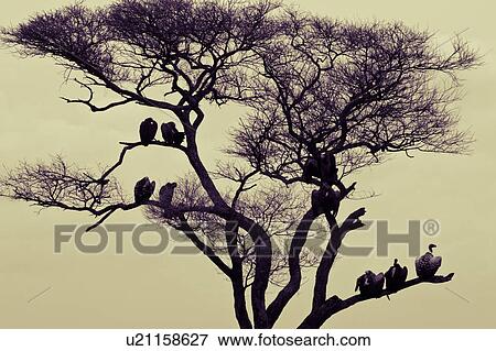 acacia, Central, Tarangire, Tanzania, Lapid faced vulture, bird, Africa View Large Photo Image Stock Photo - acacia, Central, Tarangire, Tanzania, Lapid faced vulture, bird, Africa. Fotosearch