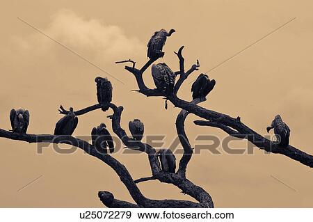 acacia, Central, Tarangire, Tanzania, Lapid faced vulture, bird, Africa View Large Photo Image Stock Photo - acacia, Central, Tarangire, Tanzania, Lapid faced vulture, bird, Africa. Fotosearch